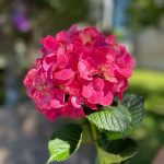 Гортензия темно-розовая